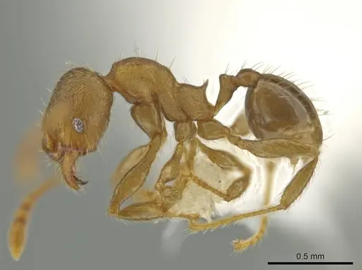 Pheidole nephele specimen CASENT0609969 image casent0609969_3