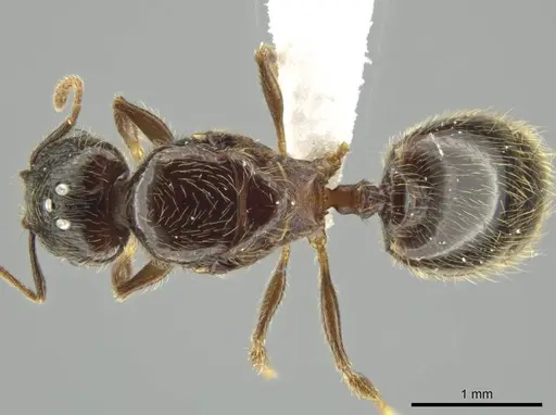 Pheidole nephele specimen CASENT0616256 image casent0616256_1