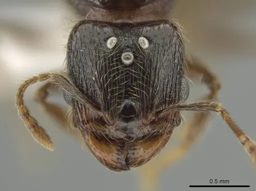 Pheidole nephele specimen CASENT0616256 image casent0616256_2