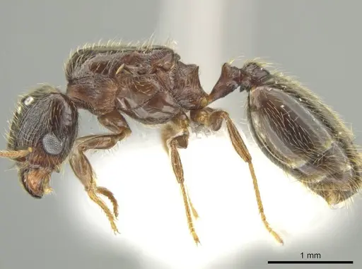 Pheidole nephele specimen CASENT0616256 image casent0616256_3