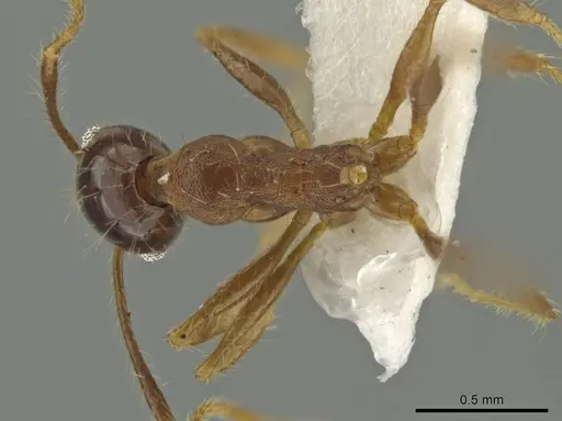 Pheidole nesiota specimen CASENT0645837 image casent0645837_1
