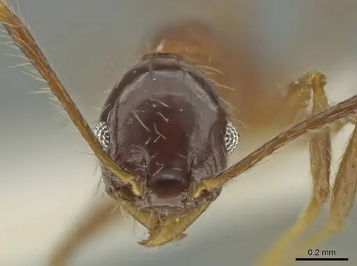 Pheidole nesiota specimen CASENT0645837 image casent0645837_2