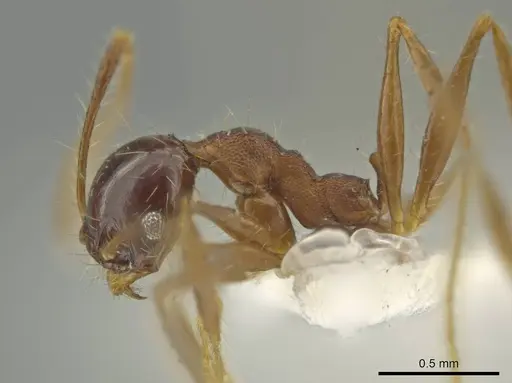 Pheidole nesiota specimen CASENT0645837 image casent0645837_3