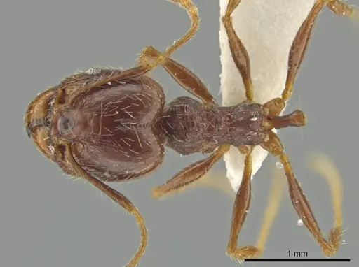 Pheidole nesiota specimen JTLC000016470 image jtlc000016470_1