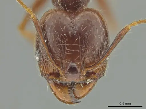 Pheidole nesiota specimen JTLC000016470 image jtlc000016470_2