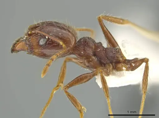 Pheidole nesiota specimen JTLC000016470 image jtlc000016470_3