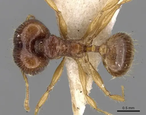 Pheidole nietneri specimen CASENT0281662 image casent0281662_1