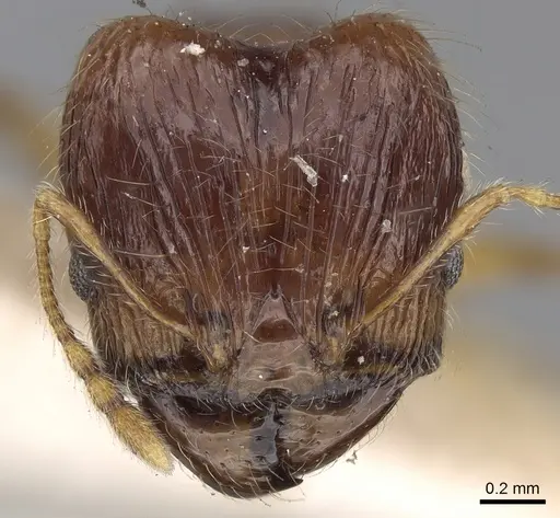 Pheidole nietneri specimen CASENT0281662 image casent0281662_2