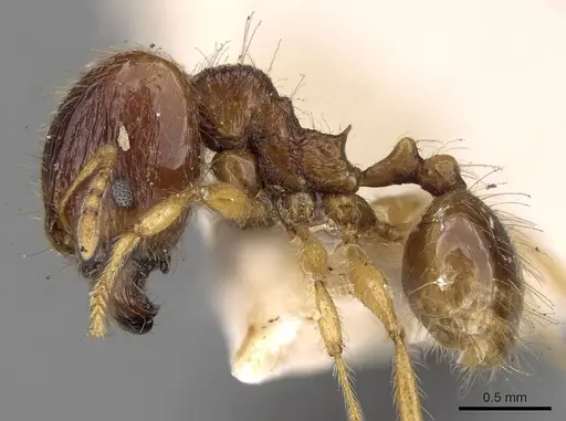 Pheidole nietneri specimen CASENT0281662 image casent0281662_3