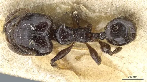 Pheidole nigella specimen CASENT0904379 image casent0904379_1