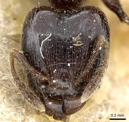 Pheidole nigella specimen CASENT0904379 image casent0904379_2
