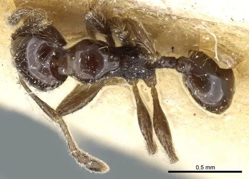 Pheidole nigella specimen CASENT0904380 image casent0904380_1