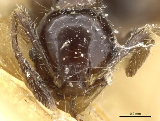 Pheidole nigella specimen CASENT0904380 image casent0904380_2