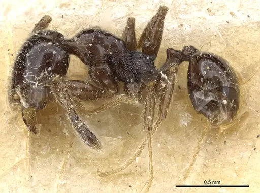 Pheidole nigella specimen CASENT0904380 image casent0904380_3