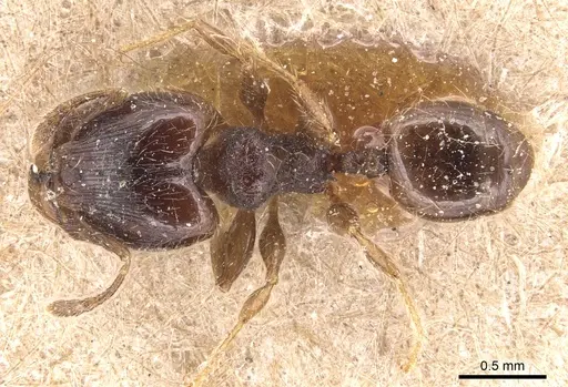 Pheidole nigella specimen CASENT0904426 image casent0904426_1
