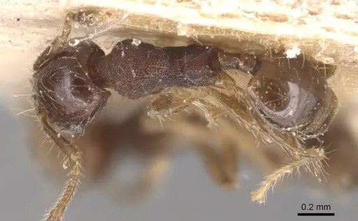 Pheidole nigella specimen CASENT0904427 image casent0904427_1