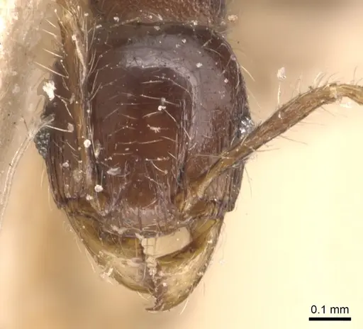 Pheidole nigella specimen CASENT0904427 image casent0904427_2