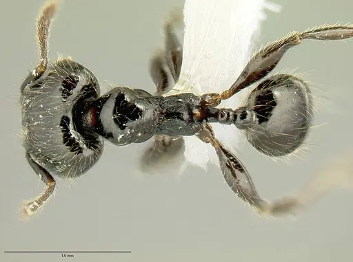 Pheidole nigella specimen JTLC000014443 image jtlc000014443_1