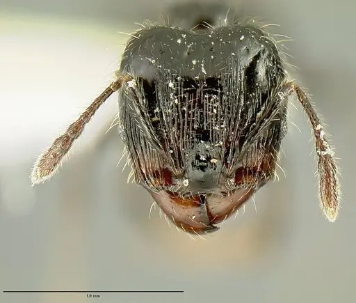 Pheidole nigella specimen JTLC000014443 image jtlc000014443_2