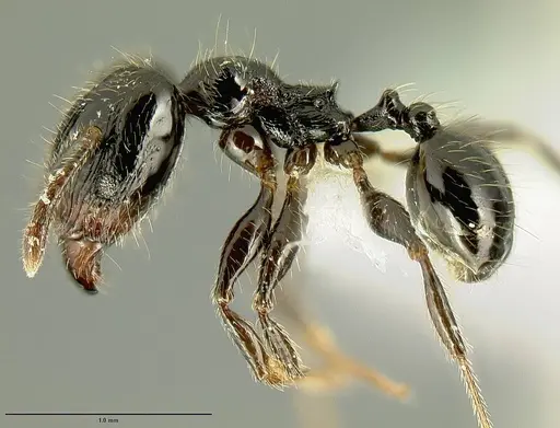 Pheidole nigella specimen JTLC000014443 image jtlc000014443_3