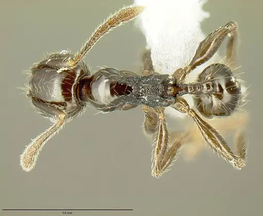 Pheidole nigella specimen JTLC000014444 image jtlc000014444_1