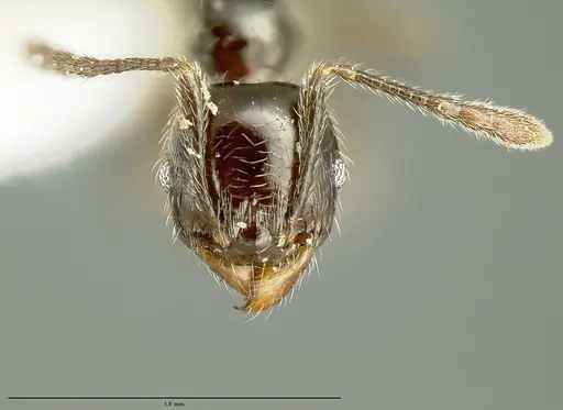 Pheidole nigella specimen JTLC000014444 image jtlc000014444_2