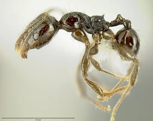 Pheidole nigella specimen JTLC000014444 image jtlc000014444_3