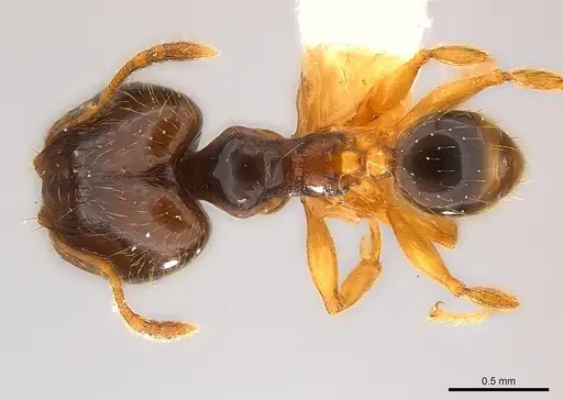 Pheidole nigeriensis specimen CASENT0217109 image casent0217109_1