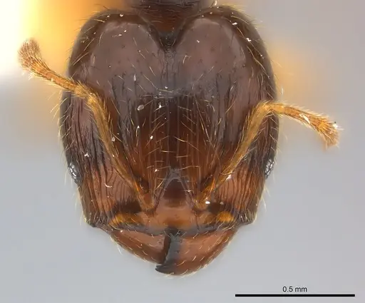 Pheidole nigeriensis specimen CASENT0217109 image casent0217109_2
