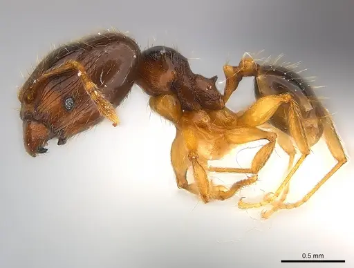 Pheidole nigeriensis specimen CASENT0217109 image casent0217109_3