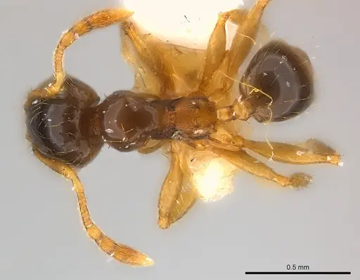 Pheidole nigeriensis specimen CASENT0217110 image casent0217110_1