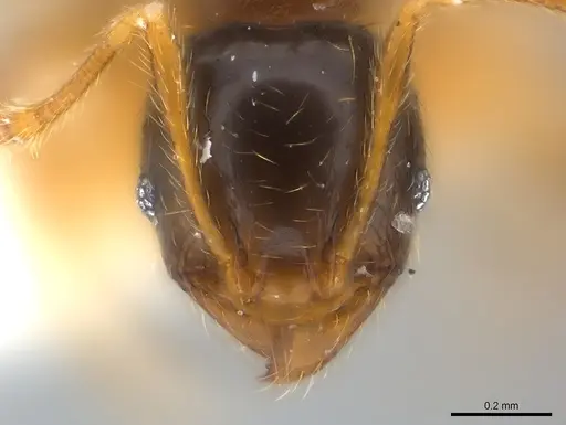 Pheidole nigeriensis specimen CASENT0217110 image casent0217110_2