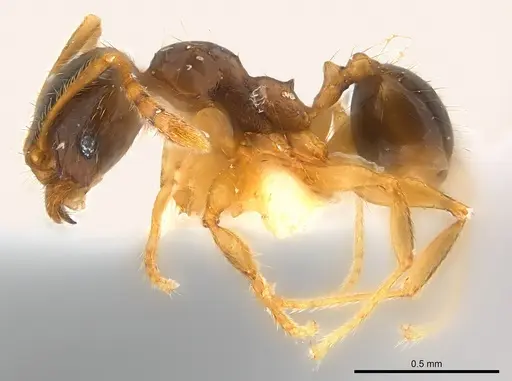 Pheidole nigeriensis specimen CASENT0217110 image casent0217110_3