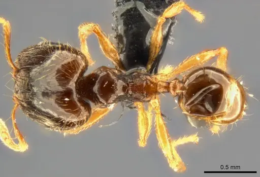 Pheidole nigeriensis specimen CASENT0282683 image casent0282683_1