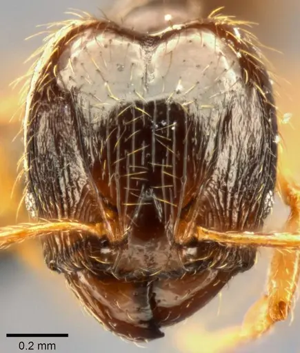 Pheidole nigeriensis specimen CASENT0282683 image casent0282683_2