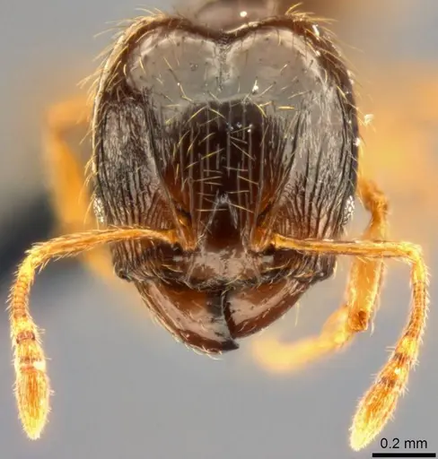 Pheidole nigeriensis specimen CASENT0282683 image casent0282683_3