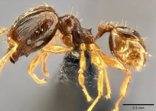 Pheidole nigeriensis specimen CASENT0282683 image casent0282683_4