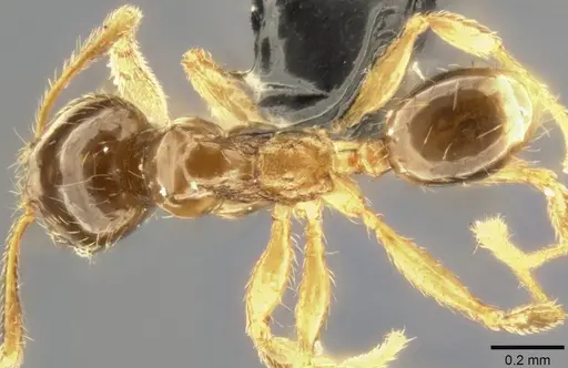 Pheidole nigeriensis specimen CASENT0283556 image casent0283556_1