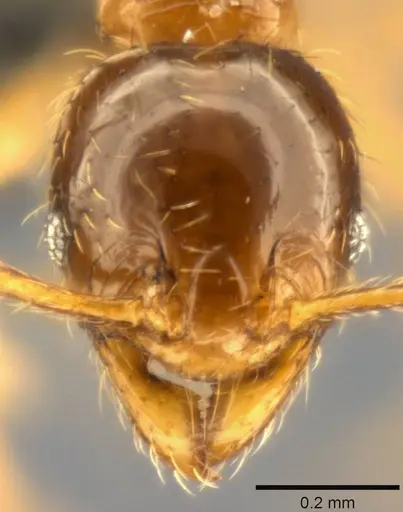 Pheidole nigeriensis specimen CASENT0283556 image casent0283556_2