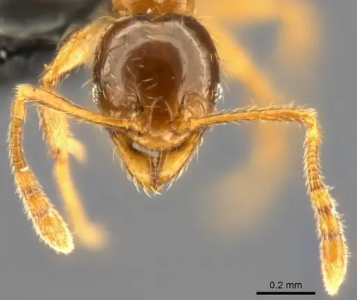 Pheidole nigeriensis specimen CASENT0283556 image casent0283556_3
