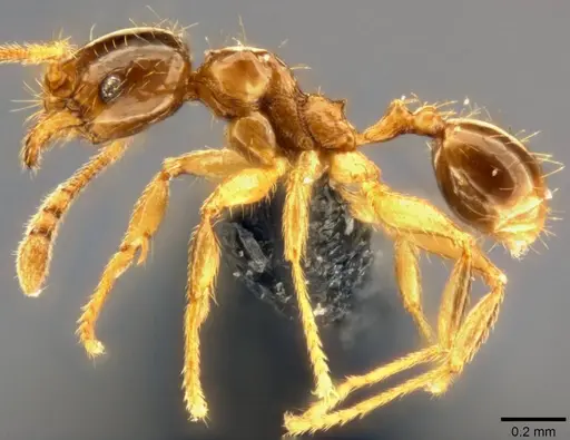 Pheidole nigeriensis specimen CASENT0283556 image casent0283556_4