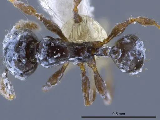 Pheidole nigricula specimen CASENT0629373 image casent0629373_1
