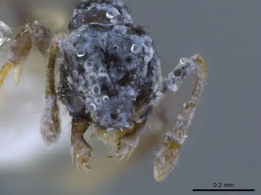 Pheidole nigricula specimen CASENT0629373 image casent0629373_2