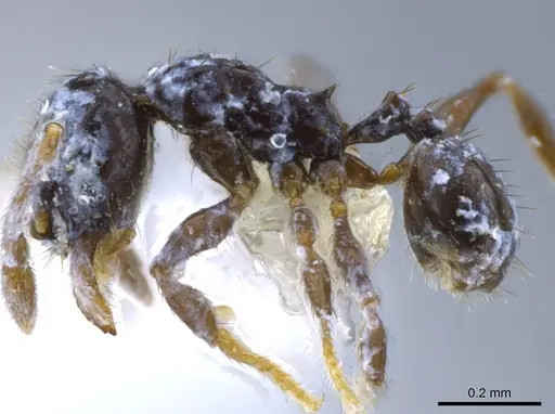 Pheidole nigricula specimen CASENT0629373 image casent0629373_3