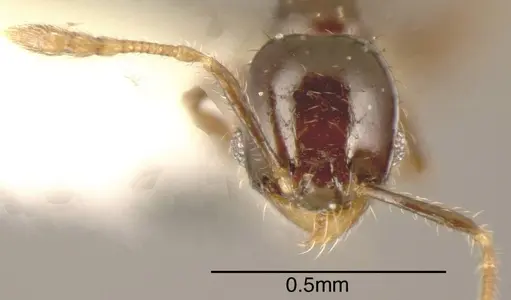 Pheidole nigricula specimen CASENT0635498 image casent0635498_1