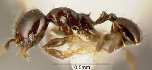 Pheidole nigricula specimen CASENT0635498 image casent0635498_2