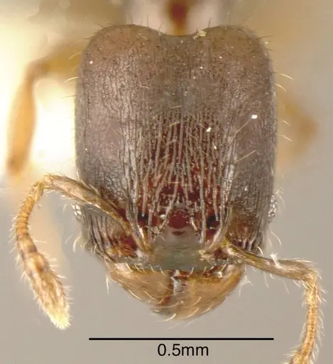 Pheidole nigricula specimen INBIOCRI002279729 image inbiocri002279729_1