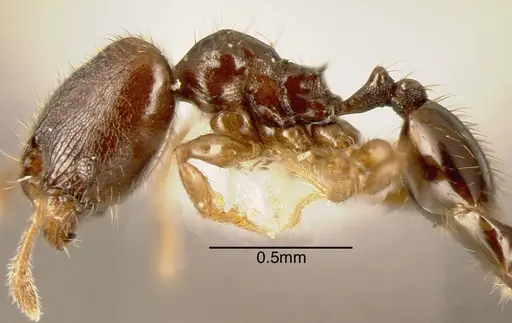 Pheidole nigricula specimen INBIOCRI002279729 image inbiocri002279729_2