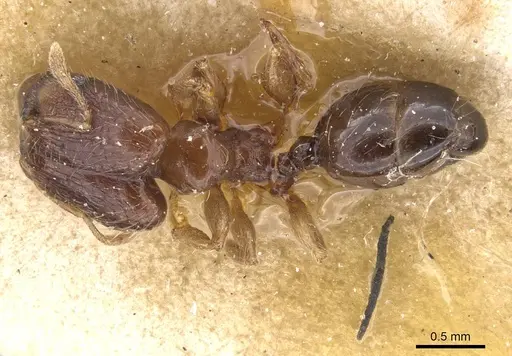 Pheidole nigritella specimen CASENT0913734 image casent0913734_1