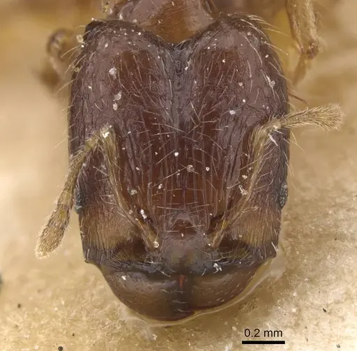 Pheidole nigritella specimen CASENT0913734 image casent0913734_2